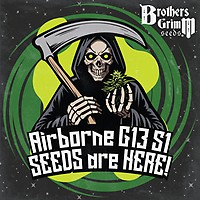 Airborne G13 S1 Féminisée Semences
