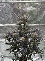 Guava RF3 Auto Féminisée Graines