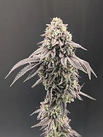 Garlic Mint Sherbet Féminisée Graines