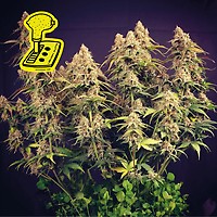 Lemon Auto θηλυκοποιημένα σπόροι