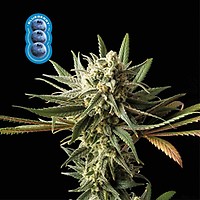 Blueberry θηλυκοποιημένα σπόροι