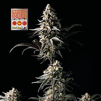 Strawberry Banana Grape θηλυκοποιημένα σπόροι