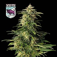 Alaskan Purple Auto θηλυκοποιημένα σπόροι