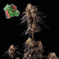 Peyote Gorilla θηλυκοποιημένα σπόροι