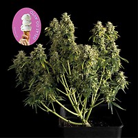 Gelat.OG Auto θηλυκοποιημένα σπόροι