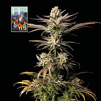 L.A. Peyote Kush θηλυκοποιημένα σπόροι