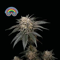 Peyote Zkittlez θηλυκοποιημένα σπόροι