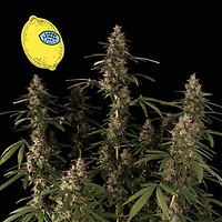 Larry Lemon OG Auto θηλυκοποιημένα σπόροι