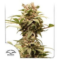 CBG-Force Auto θηλυκοποιημένα σπόροι