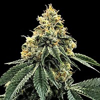 Kosher Dawg θηλυκοποιημένα σπόροι