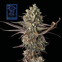 Blue Dream γρήγορα θηλυκοποιημένα σπόροι