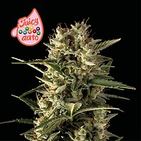 Juicy Zkittlez Auto θηλυκοποιημένα σπόροι