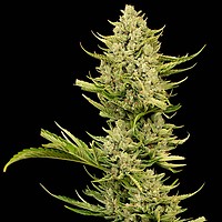 Tangerine Snow F1 γρήγορα θηλυκοποιημένα σπόροι