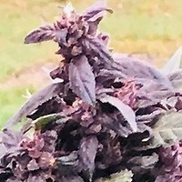 Purple Star CBD Auto θηλυκοποιημένα σπόροι