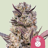 Tropicana Cookies Purple θηλυκοποιημένα σπόροι