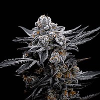 Blood Moon Gelato Ltd Edition Feminised Seeds
