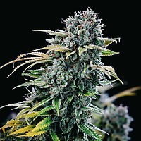 Green Crack θηλυκοποιημένα σπόροι