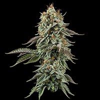 Sour Diesel θηλυκοποιημένα σπόροι