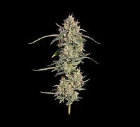 Chem Cookies Auto θηλυκοποιημένα σπόροι