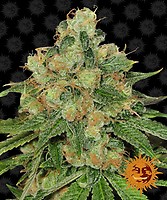 Caramel CBD Ordinario Semi - 10