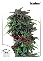 Durban Poison Femminizzati Semi