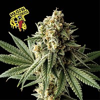 Badazz OG Cheese Femminizzati Semi