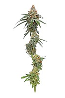 Pineapple Upside Down Cake Femminizzati Semi