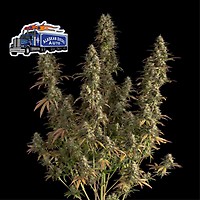 Alaskan Diesel Auto Femminizzati Semi