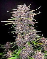 Banana Purple Punch Auto Femminizzati Semi