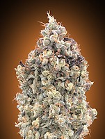 Watermelon OG Auto Femminizzati Semi