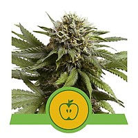 Apple Fritter Auto Femminizzati Semi