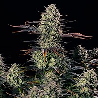 Alien Gas XXL Auto Femminizzati Semi