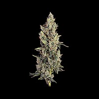 Thai Cookies Auto Femminizzati Semi