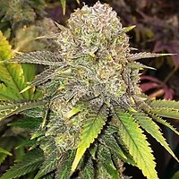 Master Kush RBX Femminizzati Semi