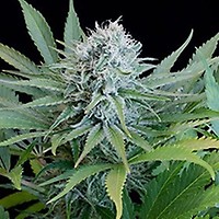 Peach Puree CBD Feminizowane Nasiona - 5