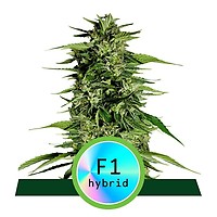 Hyperion F1 Auto Feminizowane Nasiona