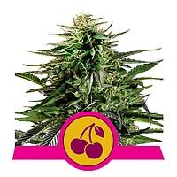 Cherry Pie Feminizowane Nasiona