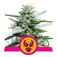 Granddaddy Purple Feminizowane Nasiona