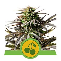 Cherry Pie Auto Feminizowane Nasiona