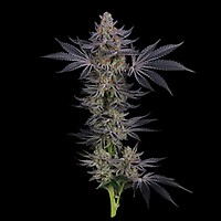 Gorilla Runtz Feminizowany Nasiona