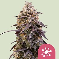 Sticky Queen Feminizowane Nasiona