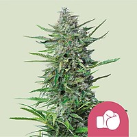Purple Punch Feminizowane Nasiona