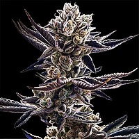 Platinum Kush Breath Feminizowane Nasiona