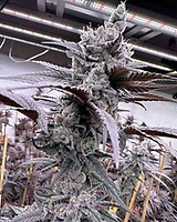 Lung Buster Feminised Seeds