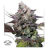 Candy Bubatz XL Feminizowane Nasiona