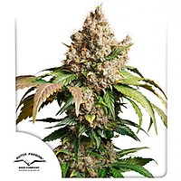 Red Tropicana Cookies Auto Feminizowane Nasiona