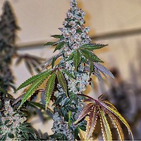 Cherry Pie OG S1 Feminizowane Nasiona