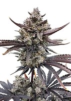 Banana Purple Punch RF3 Auto Feminizowane Nasiona