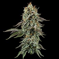 Sour Diesel Feminizowany Nasiona