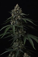 Banana Cherry Cookies Auto Feminizowane Nasiona